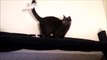 Funny Cat - Cat can't get sticky paper off his tail