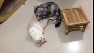 Kitten Cat Massage Therapy(VERY CUTE) !!