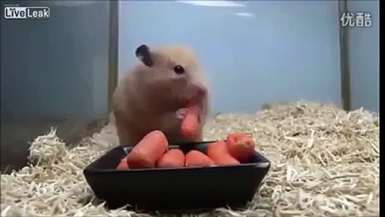 OMG....YOU CAN'T BELIEVE THIS(MUST WATCH) !!