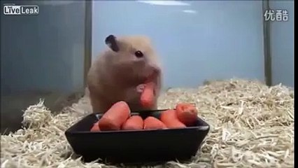 OMG....YOU CAN'T BELIEVE THIS(MUST WATCH) !!