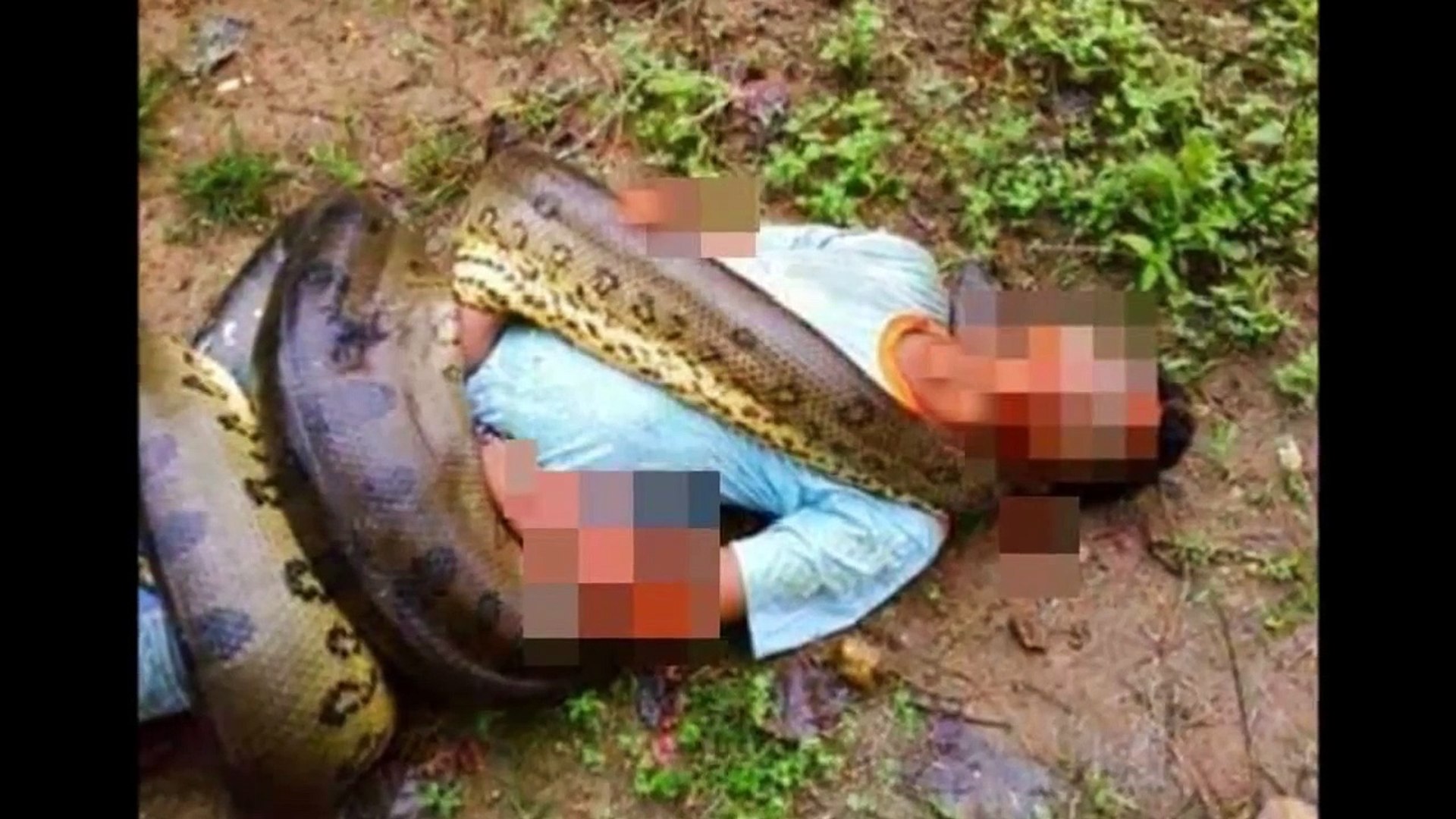 Anaconda eat human alive