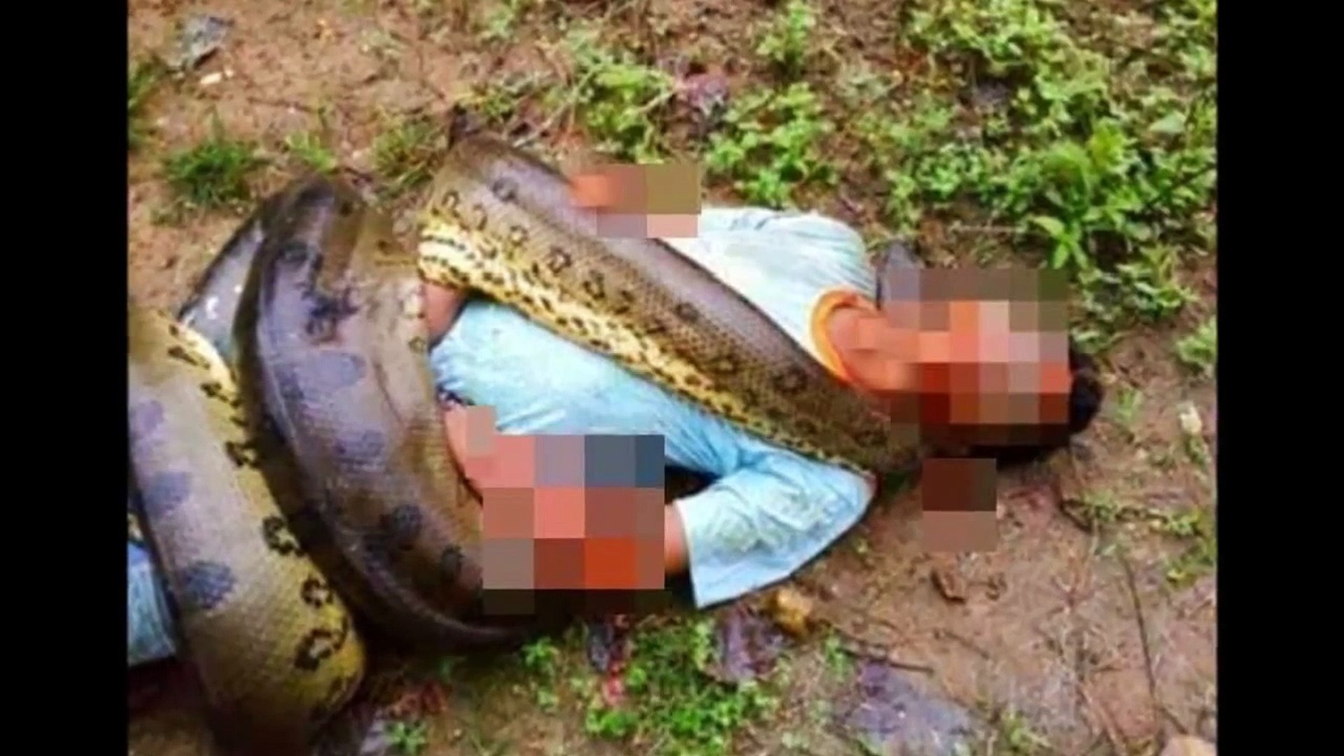 Giant Anaconda Lunch Video Dailymotion