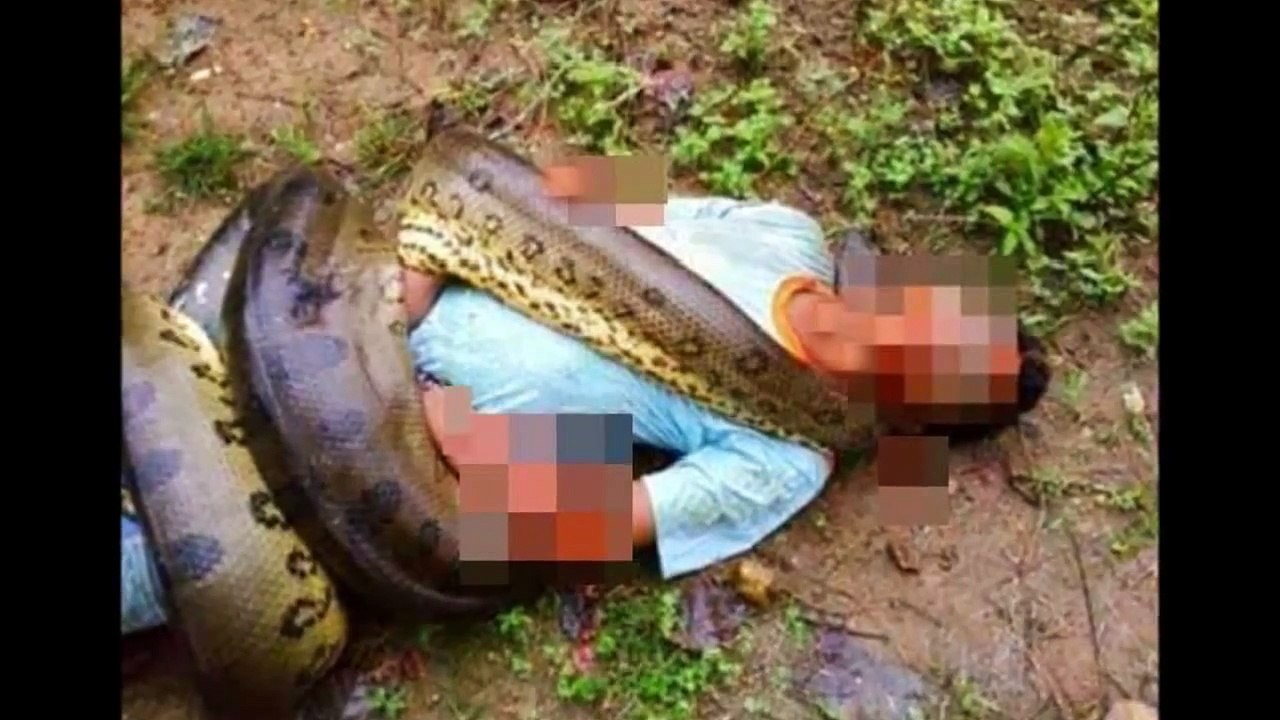 Giant Anaconda - Lunch