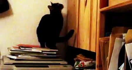 Mace e keqe: Lojë e lirë argëtuese 🎮