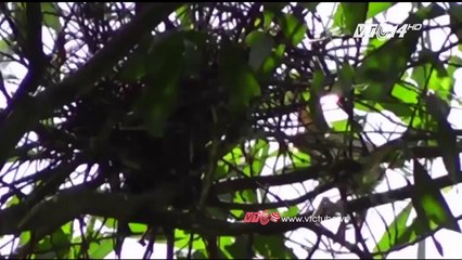 Khu vườn với hàng ngàn con cò trắng giữa khu dân cư