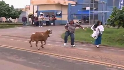 Angry Billy Goat Terrorizes Town - Funny Video