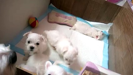 Miot Doli 34 dzien zycia zabawy w domku Maltanczyk Poznan