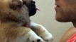 Shiba Inu Puppy Tries to Lick Owner