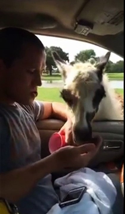 Un bon crachât de lama  ! WTF !