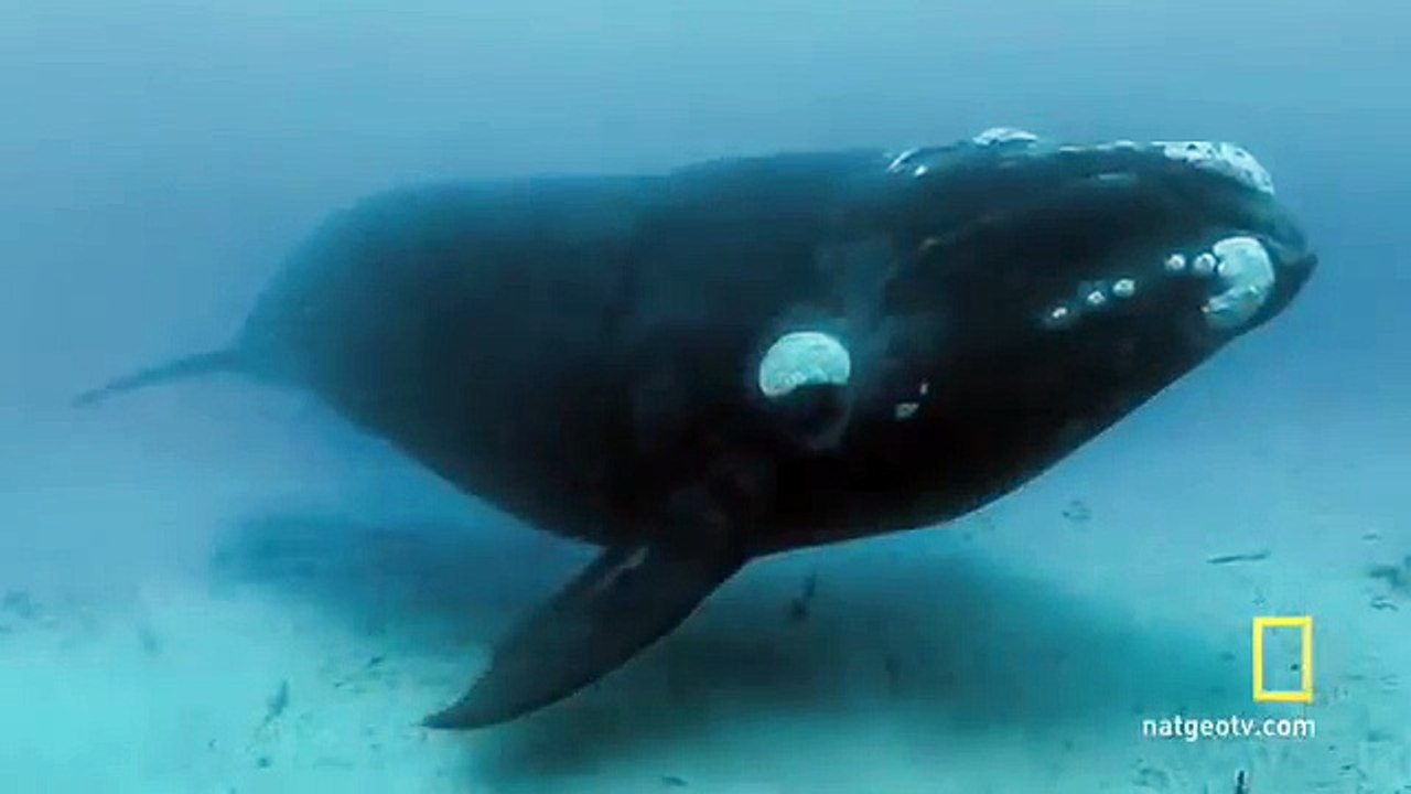 Close Encounters of the Giant Kind - YouTube