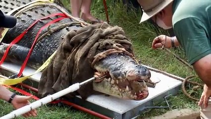 Crocodile Attacks Swimmer - YouTube