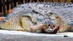Crocodile Bites Hand Off! Doctors Reattach Appendage; Worst Animal Bite؟ - YouTube