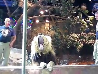 Female lion saved human from male lion   YouTube - YouTube