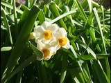 The Poem : The Daffodils　William Wordsworth　　水仙　ウィリアム　ワーズワース