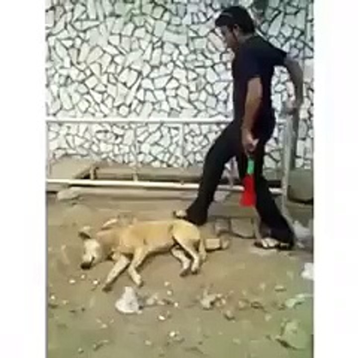 clever boy boyشرارتی لڑکا