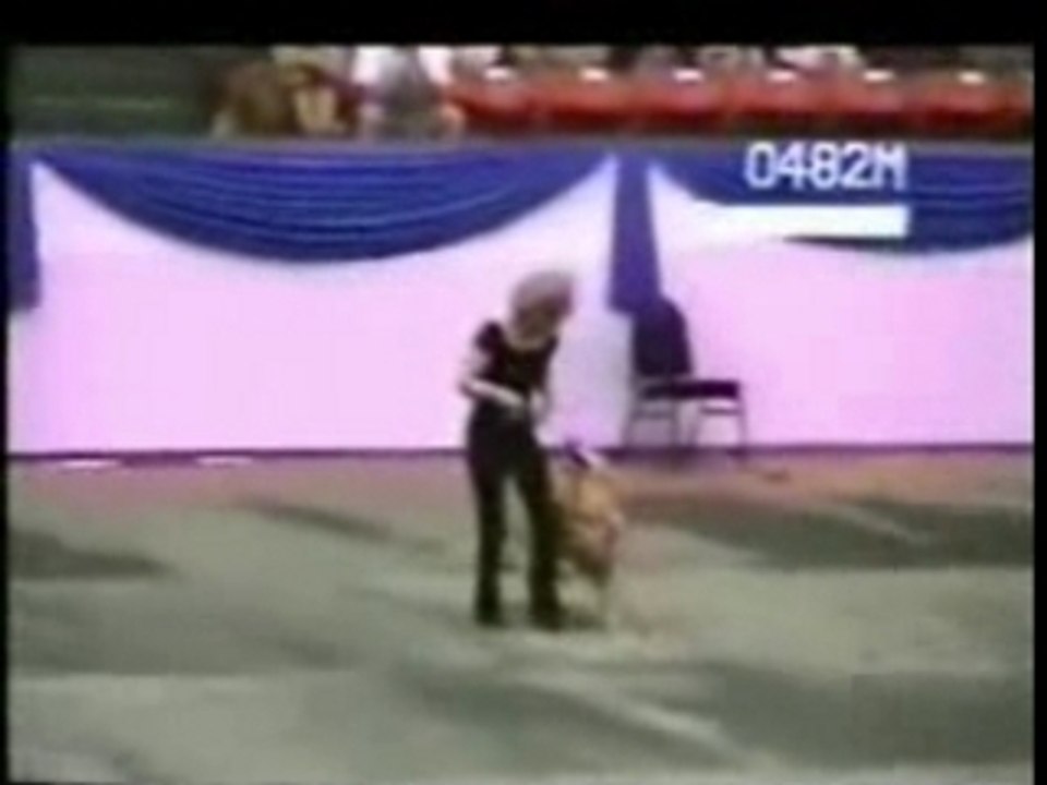 Danse kabyle concours Dance dog USA