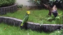 The Blue-fronted Amazon Parrot Fake Phone Ringing - Funny Animal Video