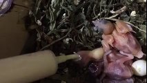 Hand Feeding Baby Gouldian Finches
