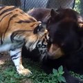 Un tigre, un lion et un ours qui sont les meilleurs amis du monde