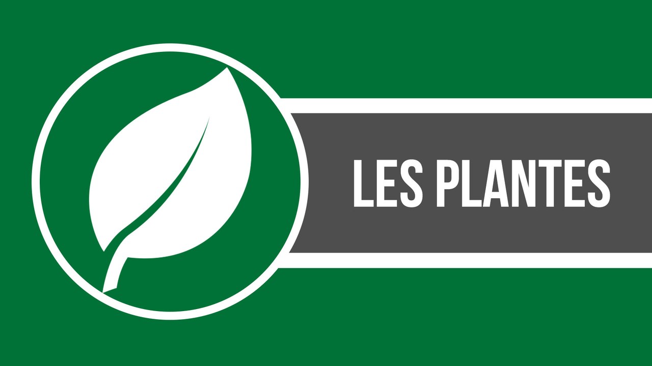 Ces anecdotes étonnantes sur les plantes vont vous surprendre - QUI L'EÛT CRU ?