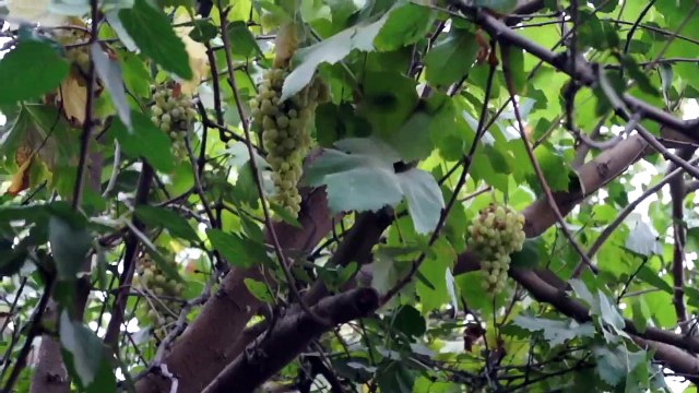 Grapes Grow on Trees or Vines