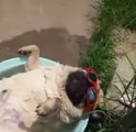 A dog snores in its bath