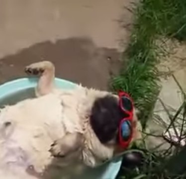 A dog snores in its bath