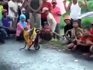 AMAZING MONKEY DRIVES SUPER BIKE (MUST WATCH) !!
