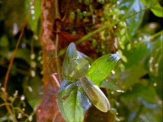 La Forêt Tropicale - Documentaire en français