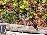Young Roadrunner makes clicking noises