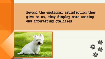 Fun Facts About Dogs