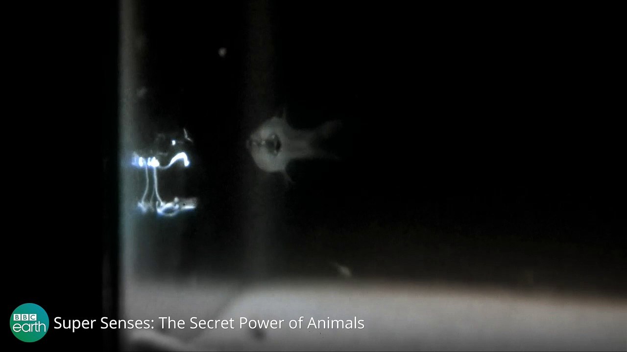 Super Senses: Die Wahrnehmung der Tiere