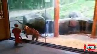 Funny animal videos Animal Attacks on Humans Animals attack at the zoo YouTube
