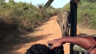 ELEPHANT ATTACK FRIENDLY Safari jeep Yala animal attack