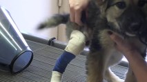 Un chiot avec sa patte cassée se fait soigner et repart comme neuf
