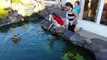 Trying to let the Koi Fish Eat Their Fingers!