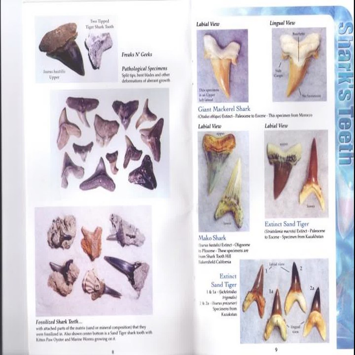 "FOSSIL SHARK TOOTH DIVING IDENTIFICATION GUIDE"