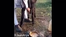 Making Tea With Fresh Milk