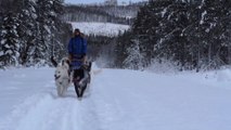 Borealis – un hiver avec les chiens / Bande Annonce