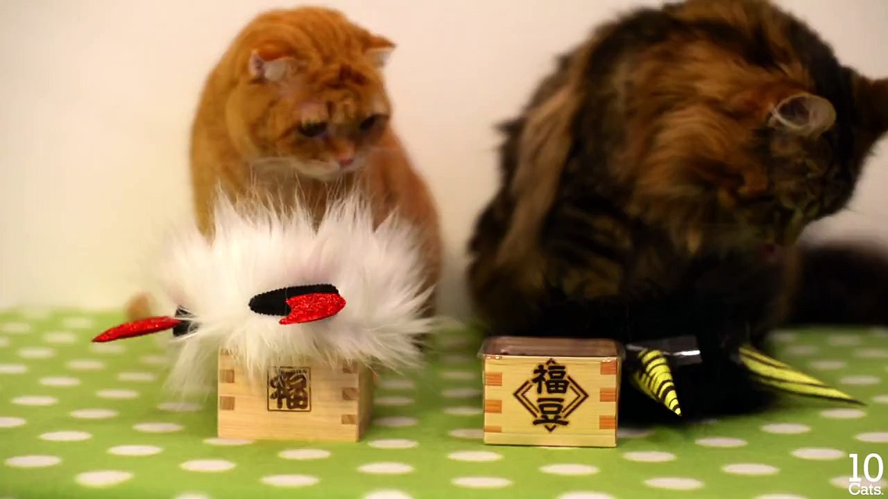 猫と節分♪ 可愛い猫の鬼- Devil Cat