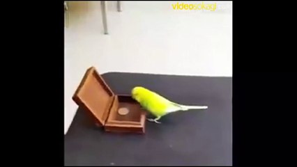 Kimseye kuş beyinli demeyin. Kuşların beyni bazılarımızdan daha iyi