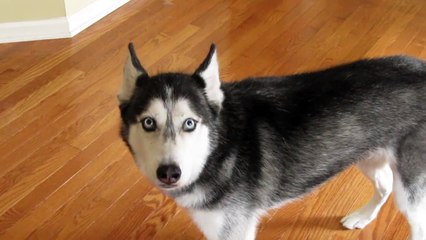 Mishka says I want my Mommy! - SUBTITLED