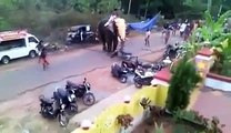 Angry Elephant Attack In palakkad kerala,India,