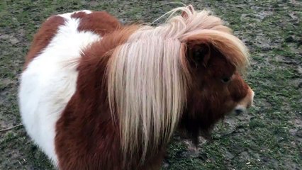 Miniature Horse Hops Around Pen