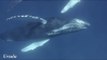 Awesome Encounter With Humpback Whales