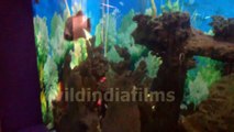 Argus Fish - fish aquarium in kolkata science city