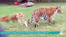 Ces Lion, Tigre et Ours sont devenus super amis après avoir frôlé la mort