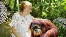 [VIP] L’incroyable vie d’une femme passionnée par les orangs-outans