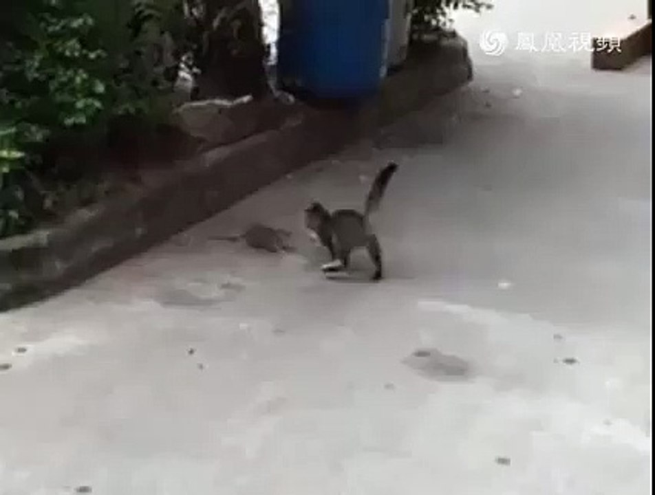 Cat and jerry funny