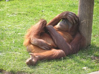 [VIP] Créer des sanctuaires peut-il éviter la disparition des animaux sauvages ?